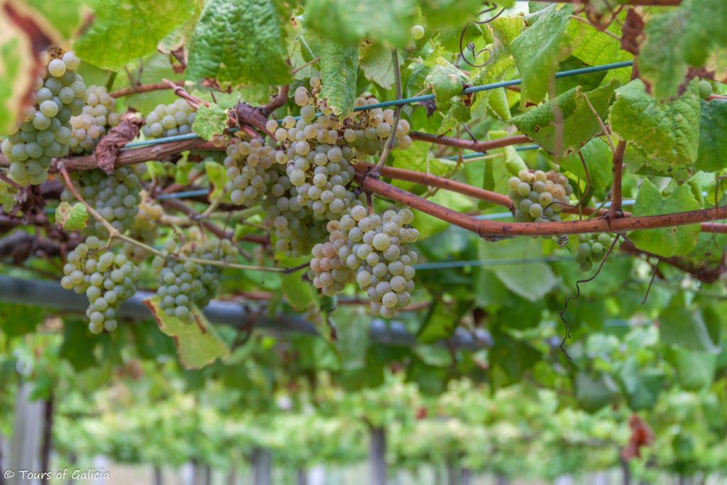 Albariño Grapes