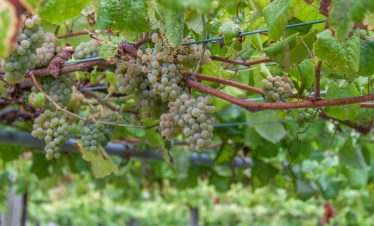 Albariño Grapes