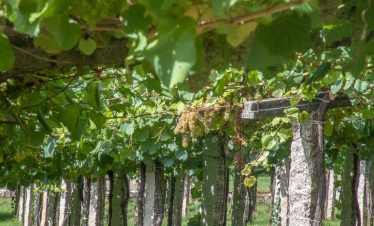 Albariño vineyards