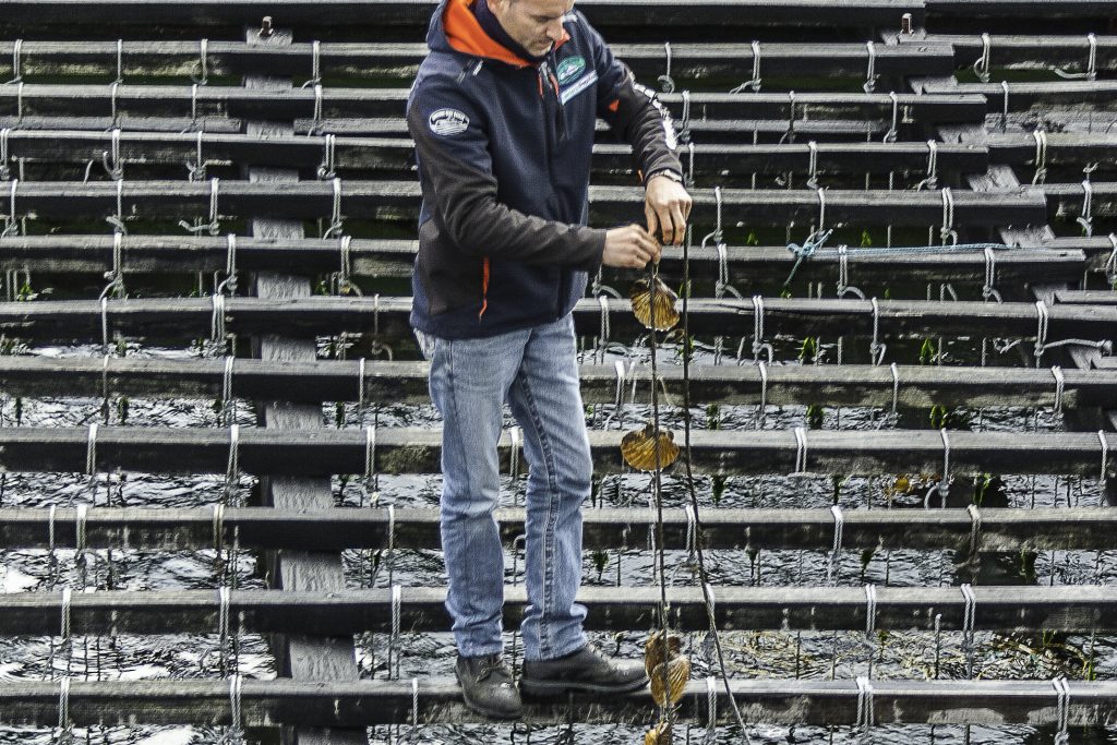 Mussel farm showing the sea scallops