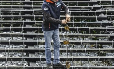 Mussel farm showing the sea scallops