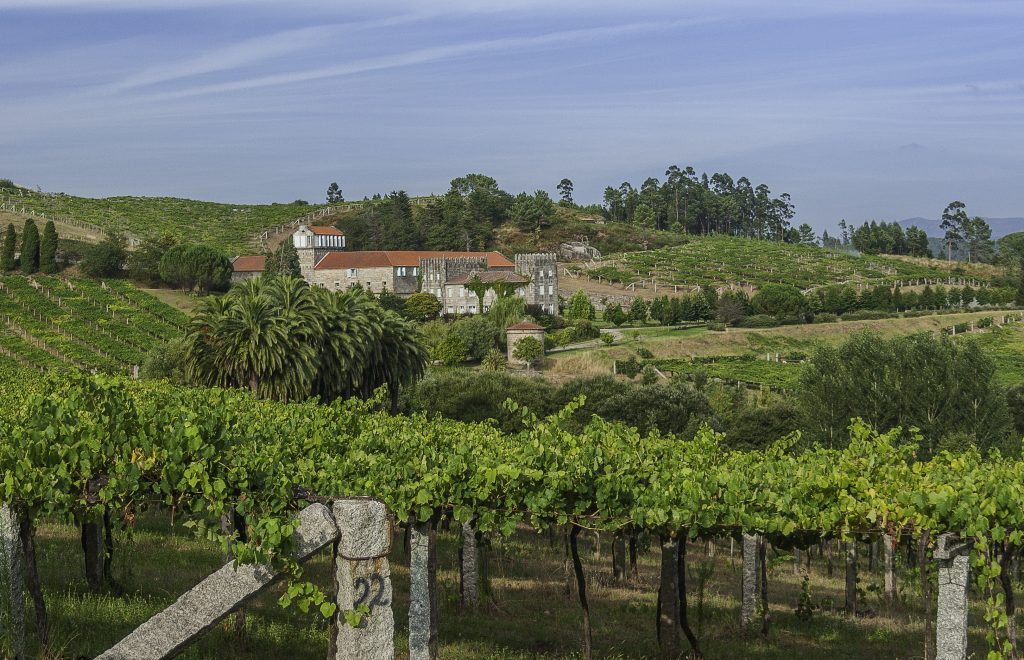 Pergola style vineyards of Albariño