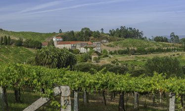 Pergola style vineyards of Albariño