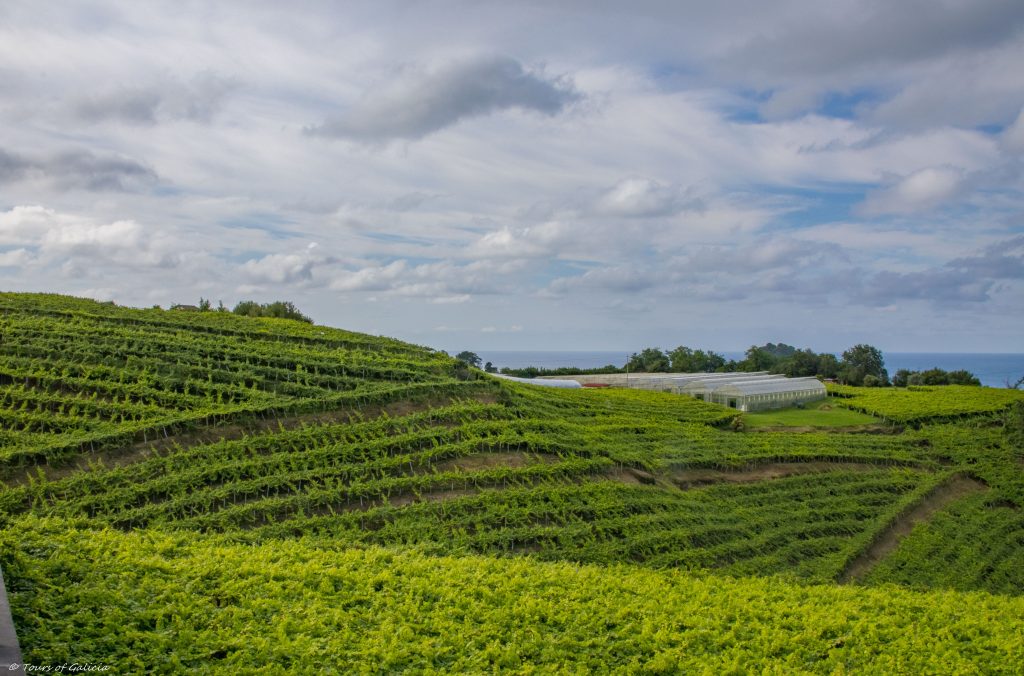 Guetaria Txacoli vineyards