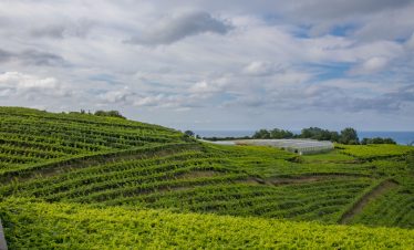 Guetaria Txacoli vineyards