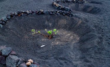 Volcanic vines in Lanzarote