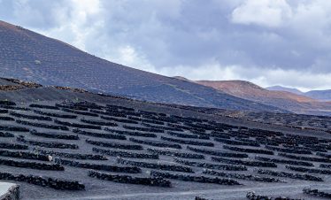 Lanzarote La geria vineyards with volcanic ashes