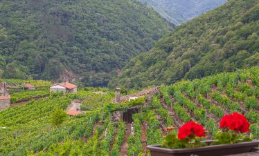 Ribeira Sacra miño river vineyards
