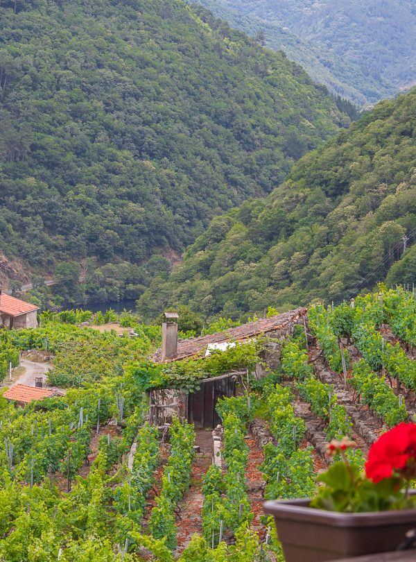 Ribeira Sacra miño river vineyards