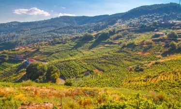 Ribeira Sacra Vineyards