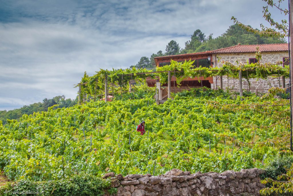 Ribeira Sacra wineyards