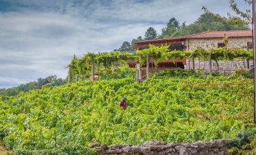 Ribeira Sacra wineyards