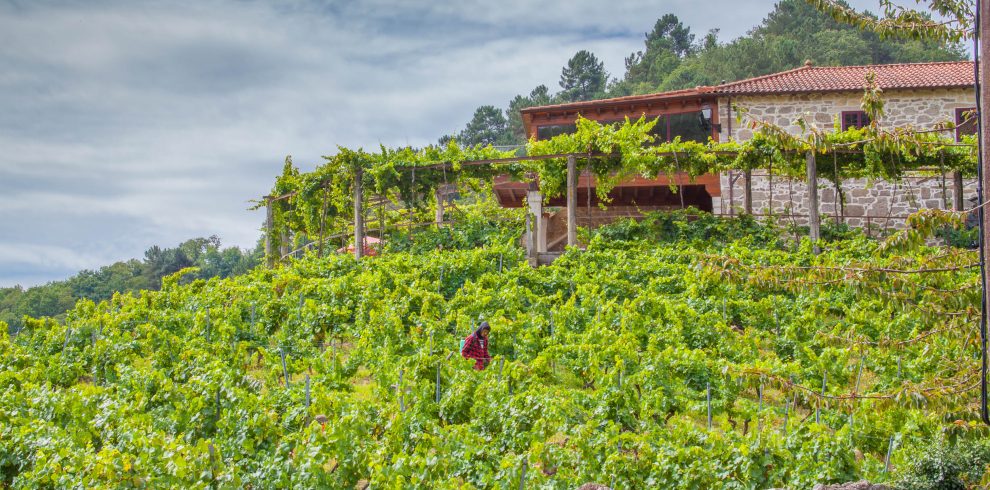 Ribeira Sacra wineyards