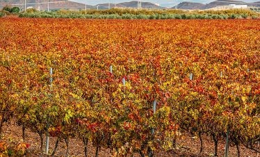 Rioja Granache vineyards