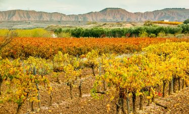 Rioja vineyards