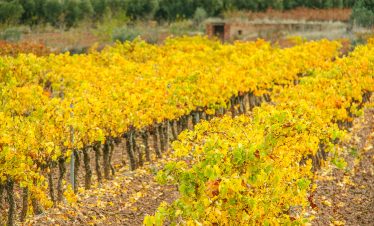 Rioja vineyards Garnacha
