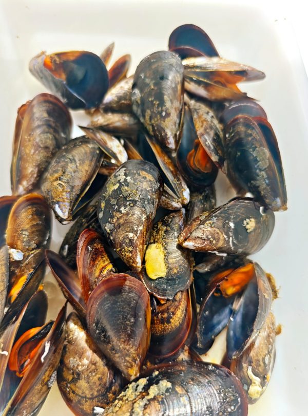 Fresh mussel tasting during a Private Albariño Tour in Arousa Estuary