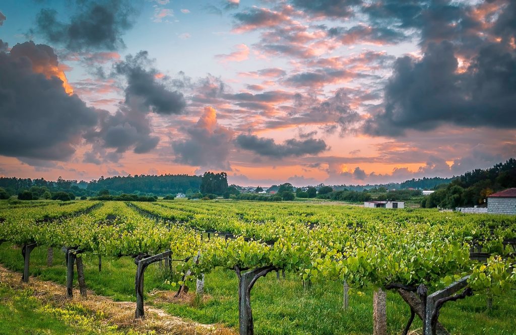 Albariño Wine Tour