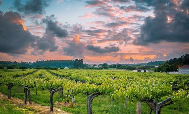Albariño Wine Tour Salnes Valley