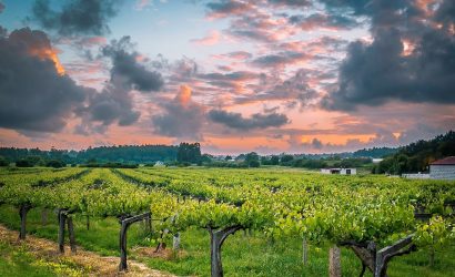 Albariño Wine Tour