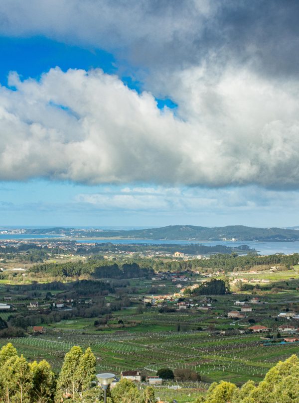 "private wine tour Rías Baixas albariño vineyard"