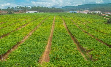 Canopy style Albariño grape vines